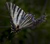 08-Quintana Fiore, Rosalba  - Mariposa Iberica - Naturaleza - Aceptada