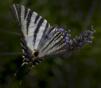 16-Quintana Fiore, Rosalba  - Mariposa Iberica - Naturaleza - Aceptada